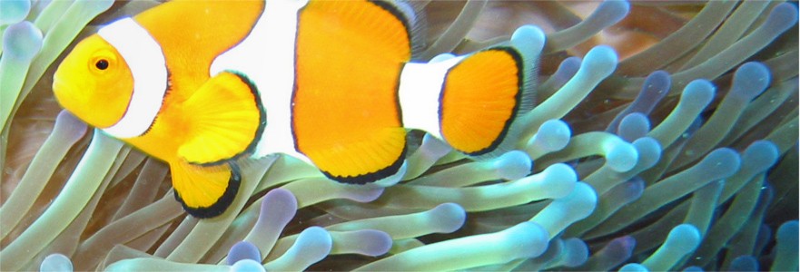 Clownfisch